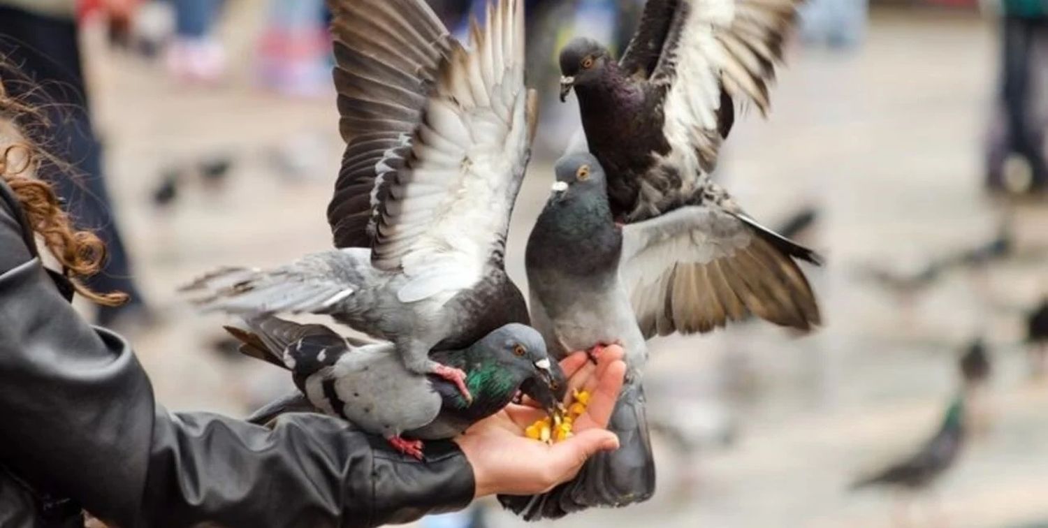 La propuesta busca evitar la proliferación desmedida de palomas.