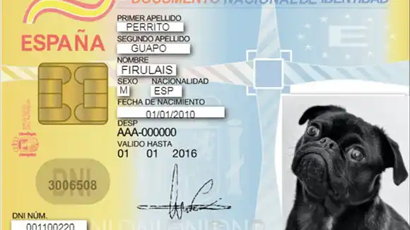 ¡NUEVA LEGISLACIÓN! En España las mascotas pasan a ser miembros de la familia