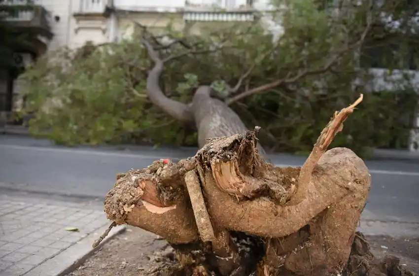 Atrapados y sin salida: un árbol se cayó en la puerta de un edificio