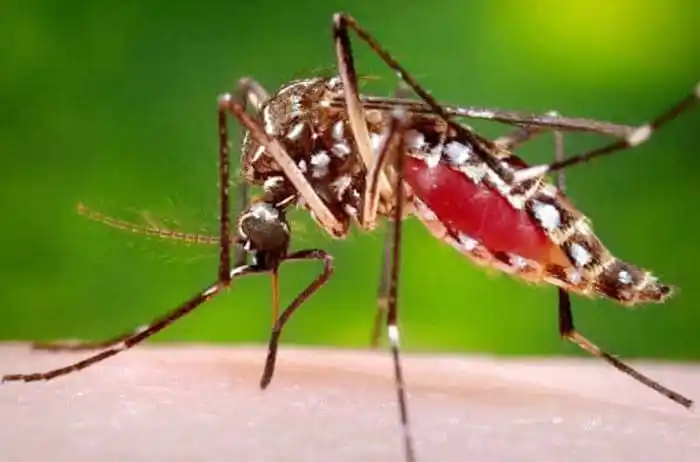 Dengue: ¿cómo podemos prevenir esta enfermedad doméstica?