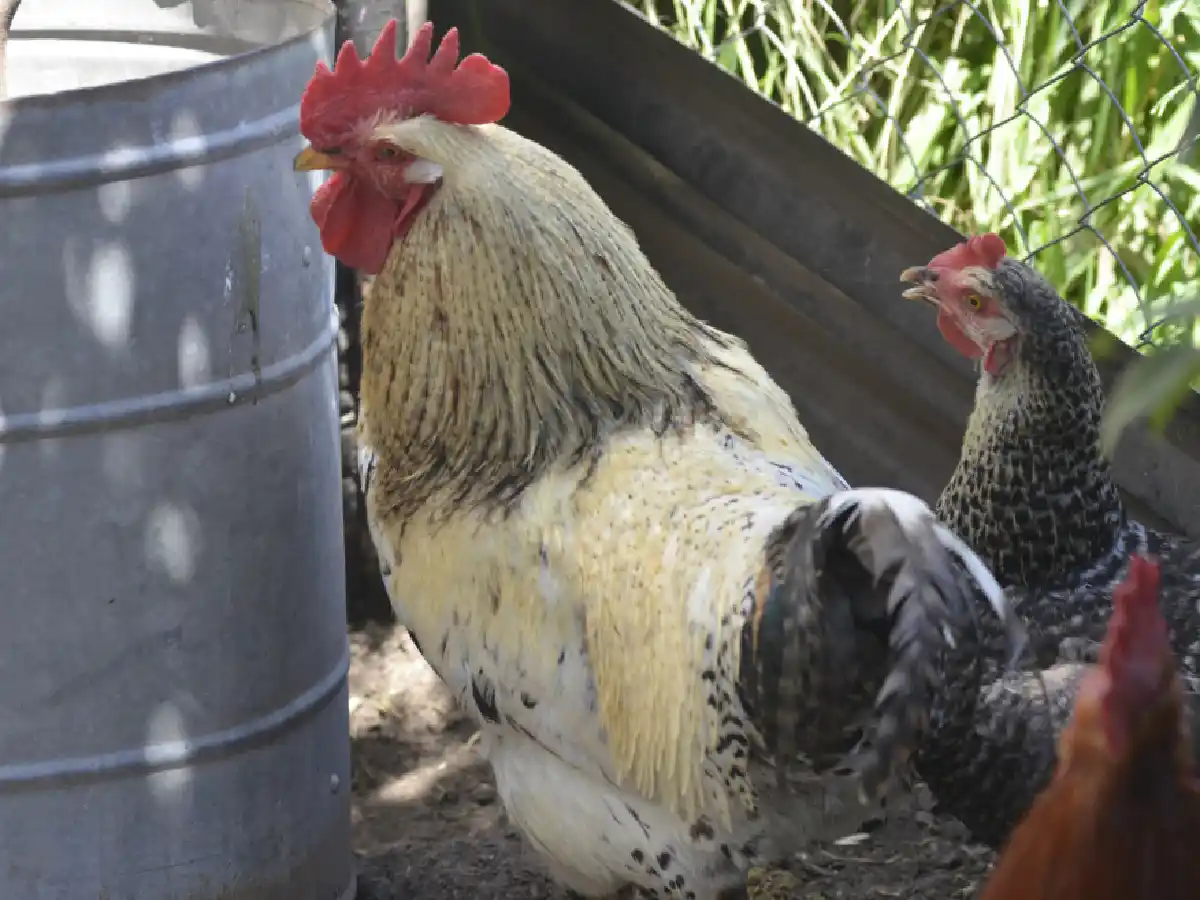 Dictan Seminario de Enfermedades Zoonóticas con foco en gripe aviar