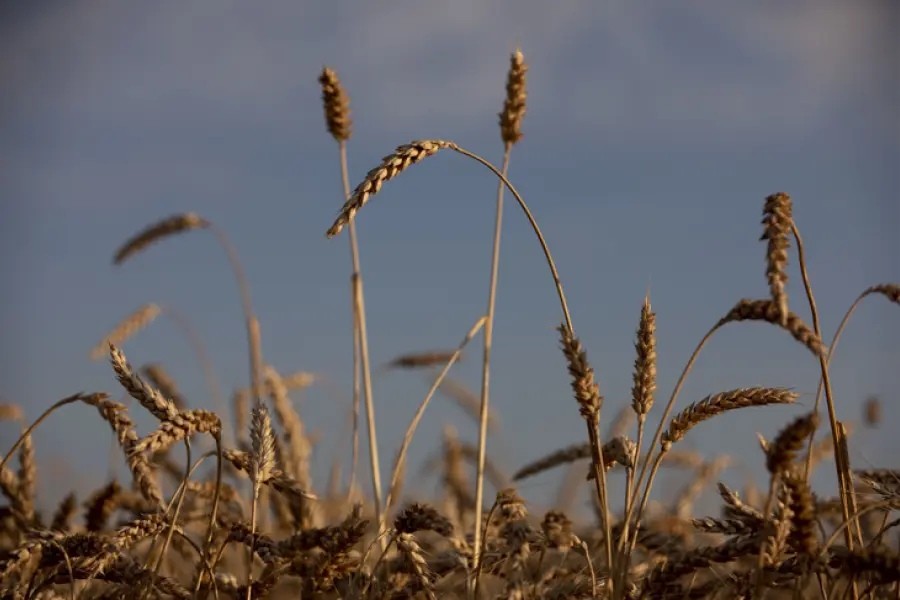 El gobierno aumentó un 6 % el precio de la harina de trigo del fideicomiso