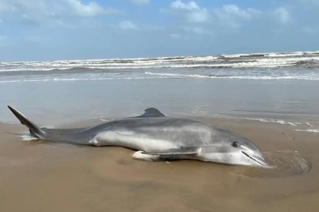 Un delfín es acosado y muere en una playa de Texas: ofrecen una recompensa de US$ 20 mil