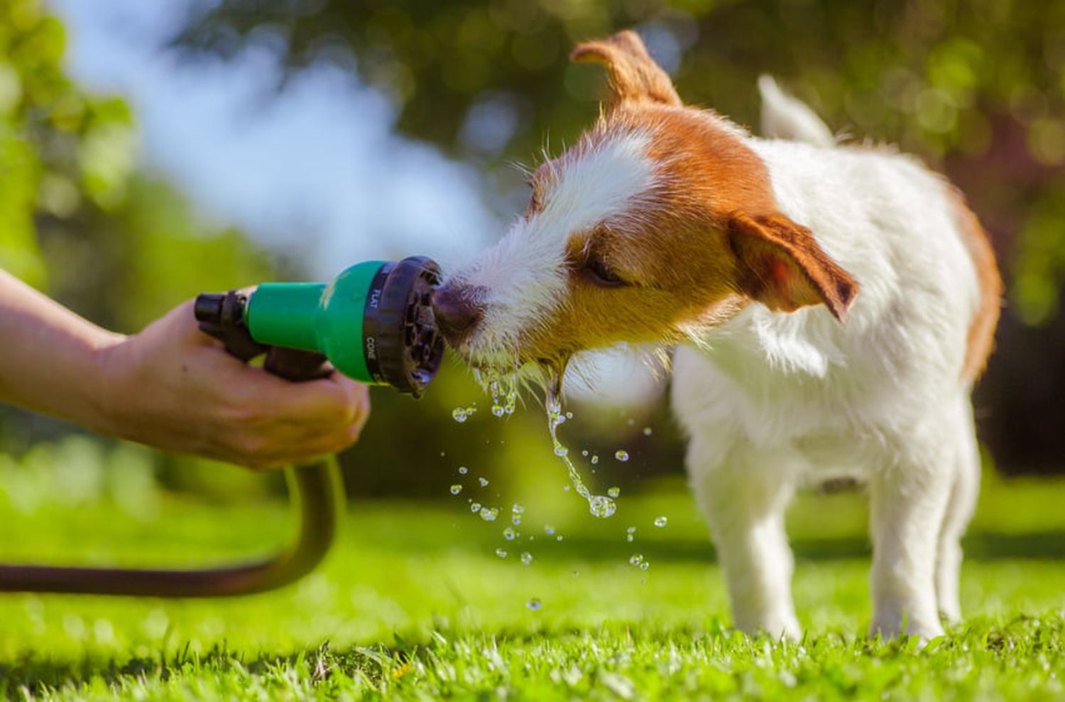 Los golpes de calor en las mascotas