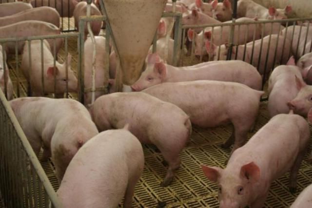 Senasa prohibió la presencia de cerdos en exposiciones
