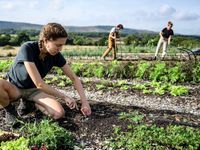 Agricultura regenerativa: productividad y cuidado del medioambiente