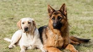 Reprogramaron el control zoonótico por caso de leptospirosis en perros