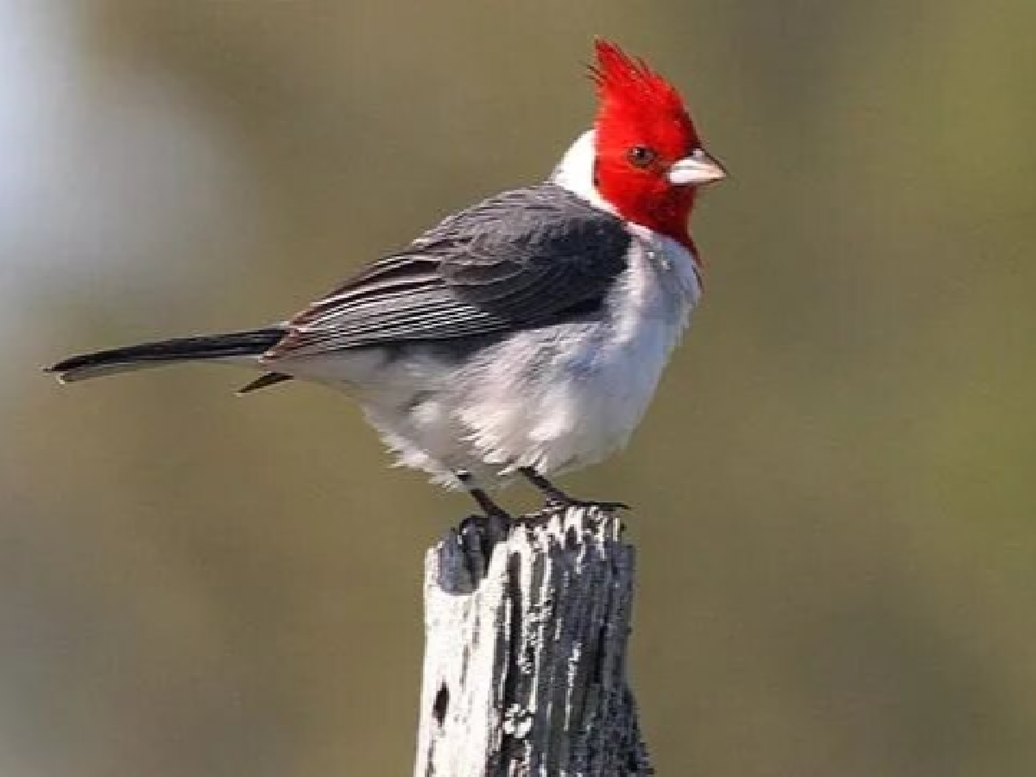 Incautan aves  silvestres en  Miramar 