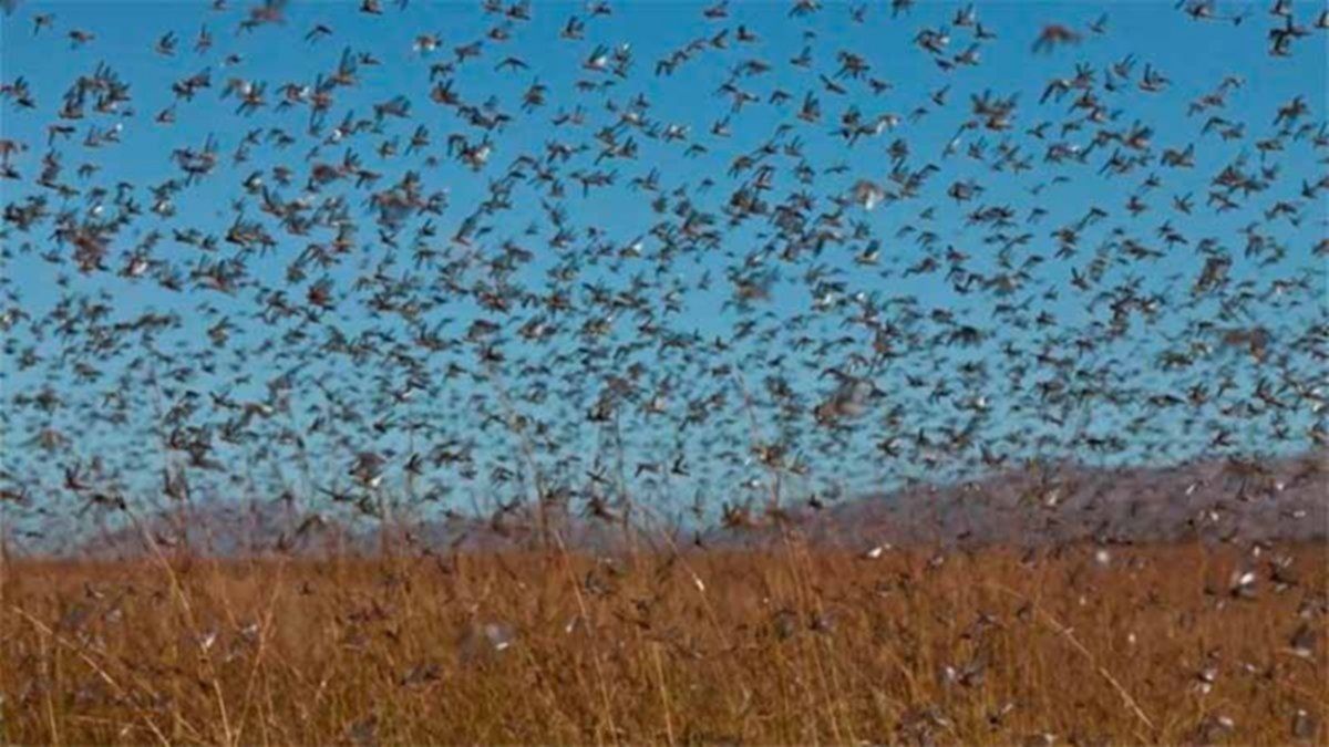Detectan mangas de langostas activas en cinco provincias del Noroeste argentino