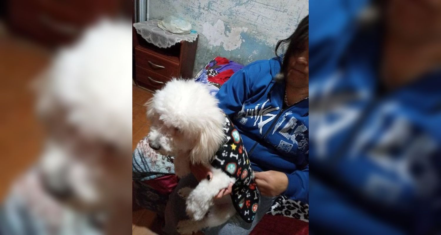 Buscan a un perro caniche