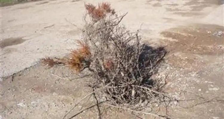 Homenaje al bache y porque no… al pozo