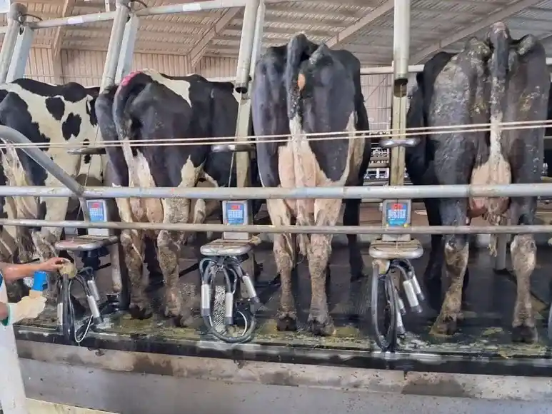 vacas