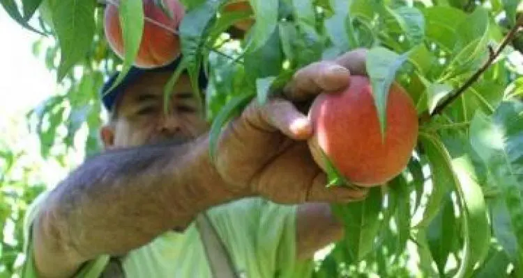 Exhibición de frutales con carozo