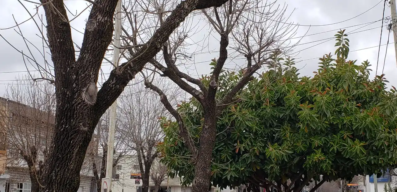 Alerta por vientos fuertes en Entre Ríos: rige aviso del SMN para este miércoles