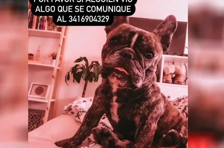 Ofrecen 100 mil pesos de recompensa por una perra que se perdió en las islas