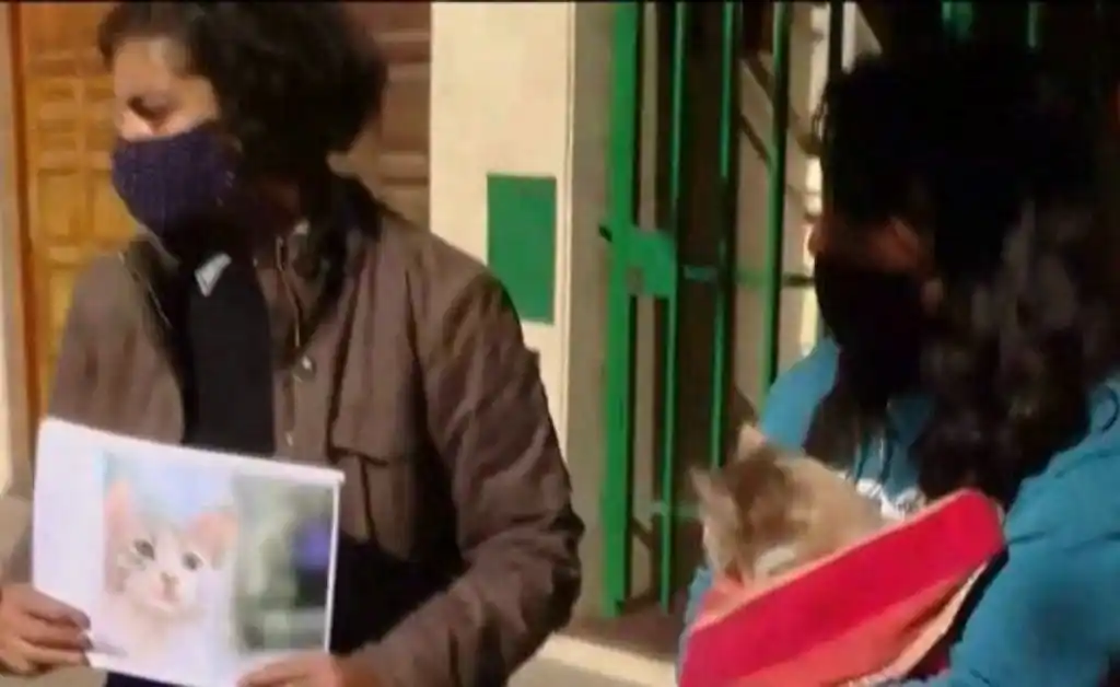 Denuncian a un vecino por disparar con un rifle a mascotas del barrio