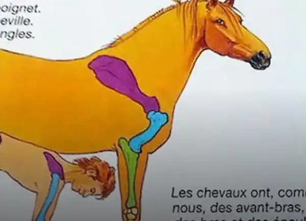 La ilustración didáctica de un libro infantil que censuró Facebook