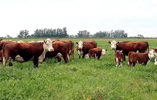 La inseminación a tiempo fijo es una herramienta para aumentar la productividad en los rodeos de cría.