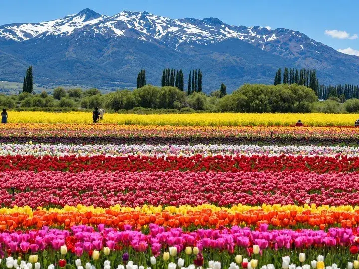 El campo de tulipanes, un clásico de la Patagonia Argentina.