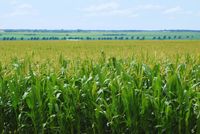La agricultura adaptativa gestiona el agua ante un clima variable