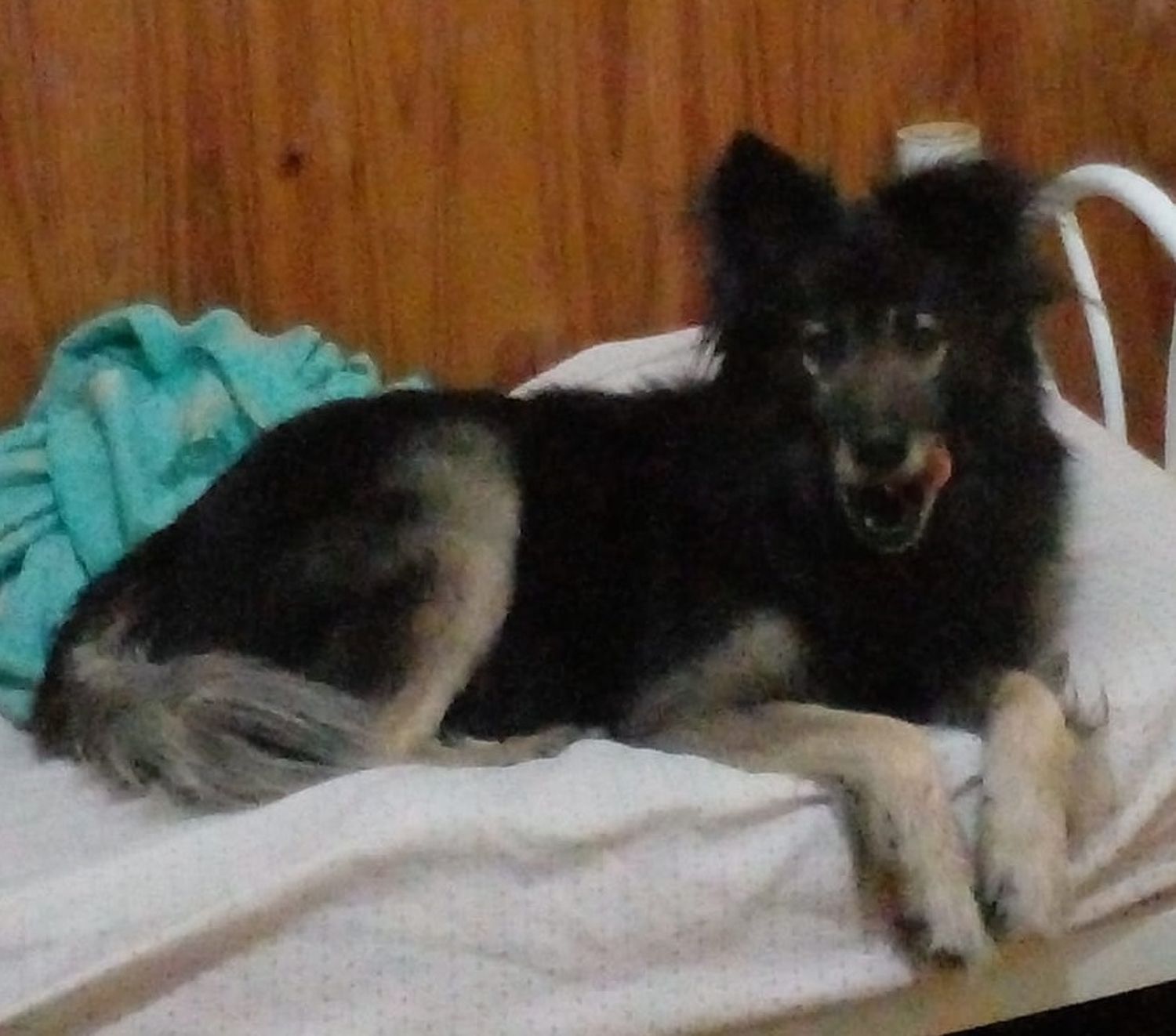 Perro encontrado