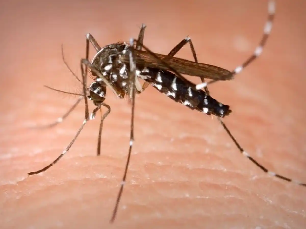 Confirmaron más de 56 mil casos de dengue y más de 1.200 de chikungunya en el país