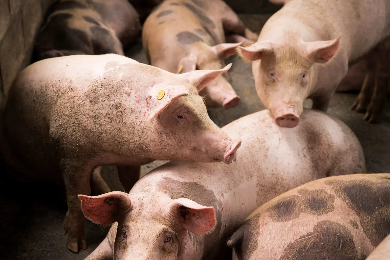 Pidieron informes al gobierno bonaerense por el aumento de casos de triquinosis