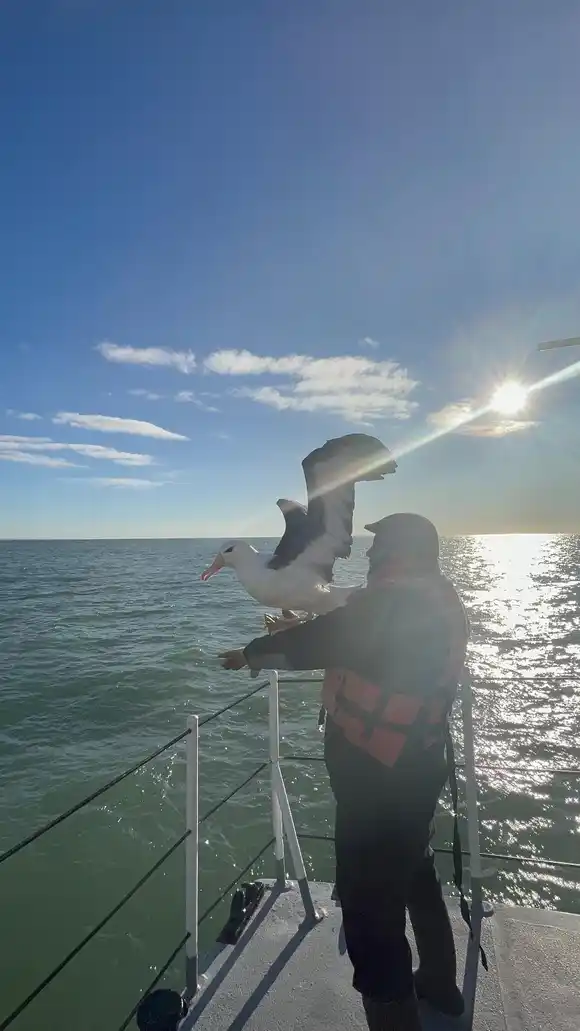 Reinserción de un Albatro de Ceja Negra en Mar del Plata