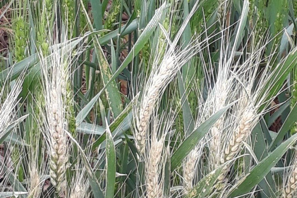 Las lluvias entonan la carga de granos y hay medio millón de hectáreas que salen de la sequía