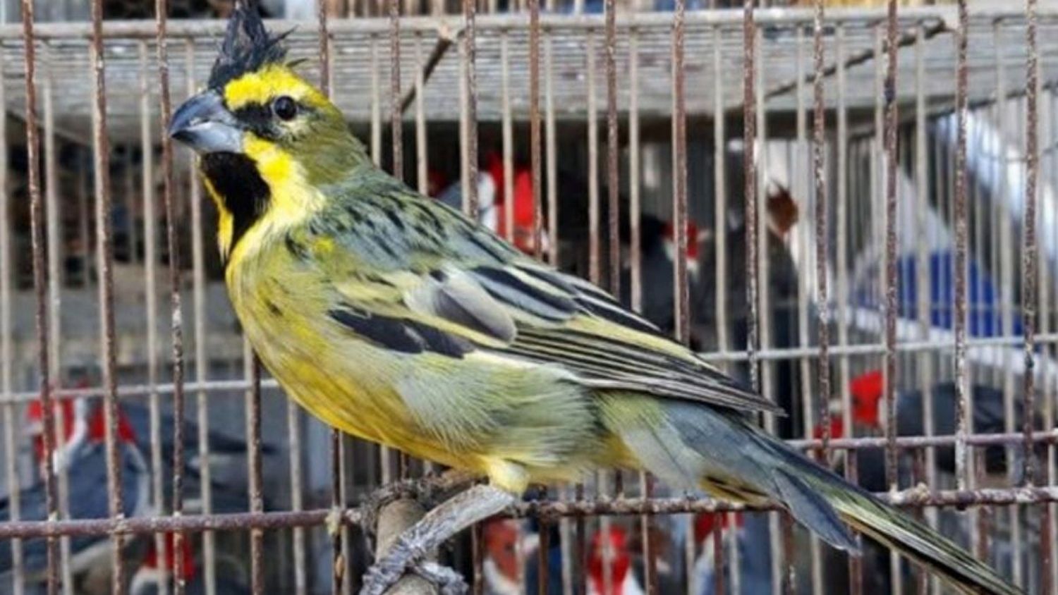 Rescataron aves silvestres autóctonas en peligro de extinción