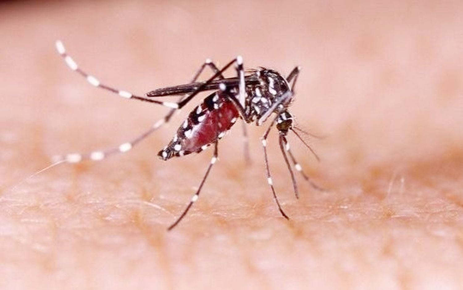 Mosquito Aedes aegypti