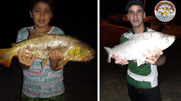 Pesca en San Pedro: variedad y la increíble dimensión de los ejemplares de dorados, sábalos y surubíes