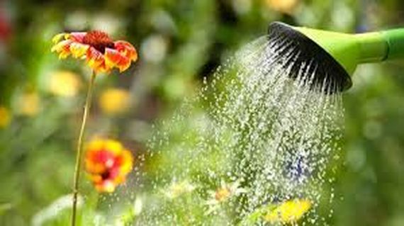 No desperdiciar agua al regar: consejos clave para tu jardín