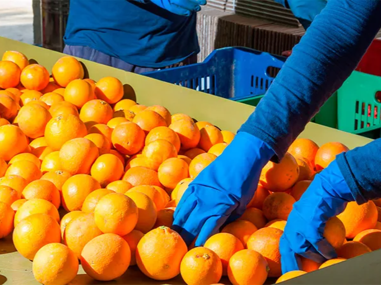 La Unión Europea reabrió su mercado a los cítricos orgánicos argentinos