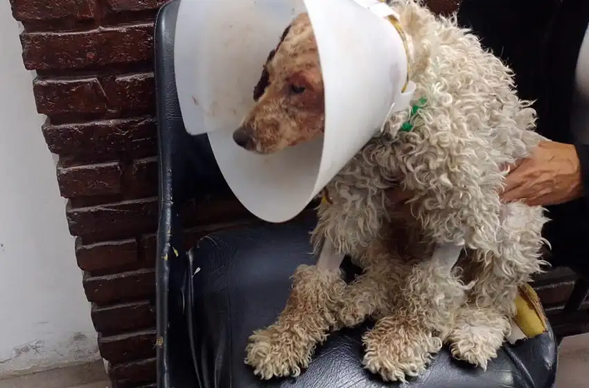 Le tiraron agua hirviendo a un caniche: realizaron un allanamiento por maltrato y crueldad animal
