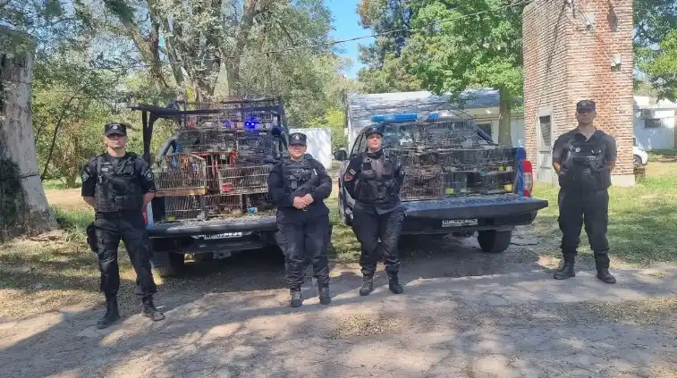 Se trata de 73 ejemplares de cardenales, reinamoras y otras especies.