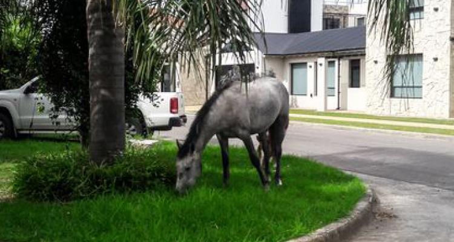 Los animales no tienen la culpa