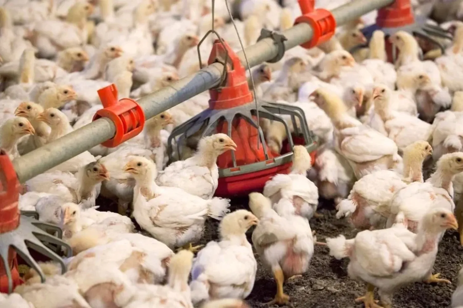 Los brotes actuales de gripe aviar causaron “devastación” en los animales