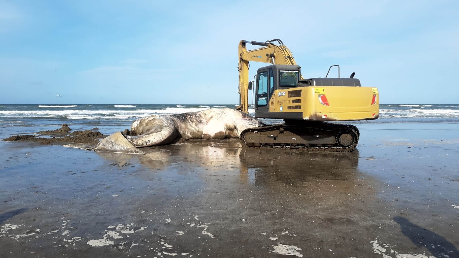 Apareció el cadaver de una ballena en la costa de Santa Teresita