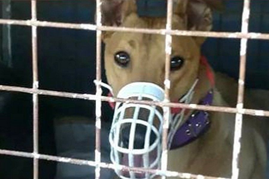 Rescataron 77 perros y demoraron a 150 personas por participar de carreras en Santa Fe