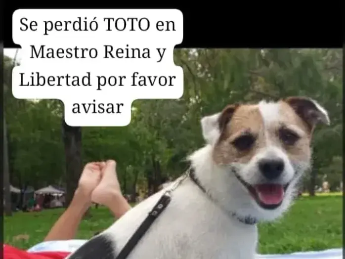 Buscan a Toto: perro perdido en Maestro Reyna y Libertad