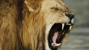 Murió atacada por un león, mientras mantenía relaciones con su pareja