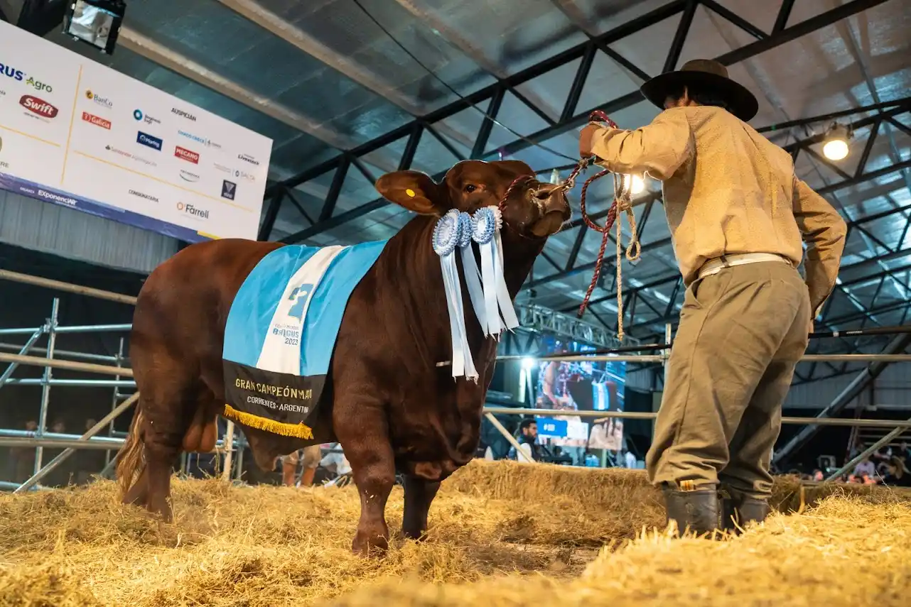 Se pagaron $38,5 millones por la mitad del Gran Campeón Brangus