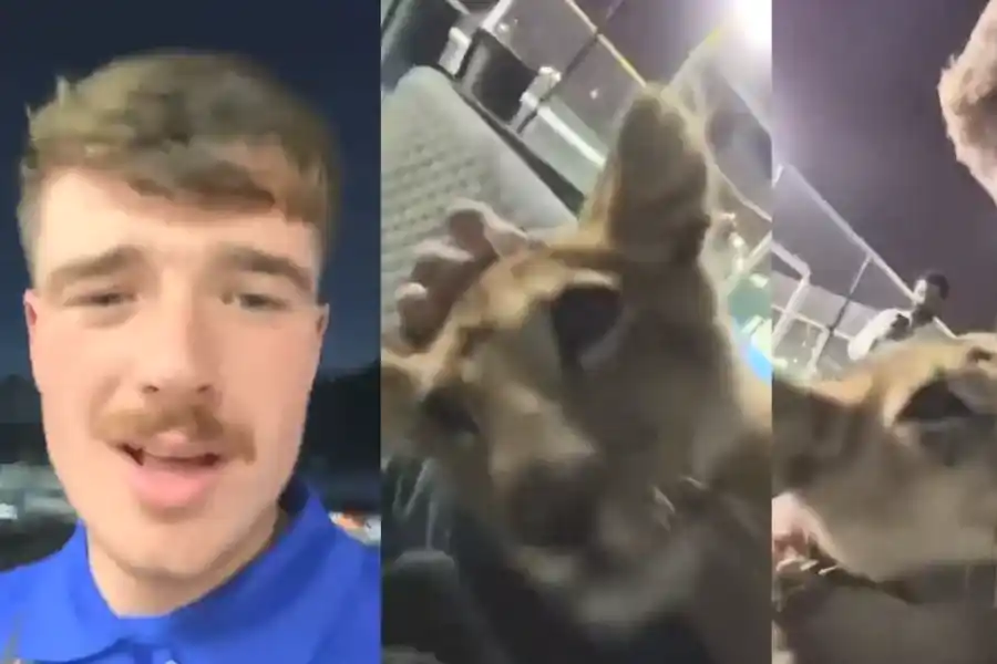 Fueron a comprar cerveza en Qatar, conocieron a un jeque y terminaron en su casa jugando con leones