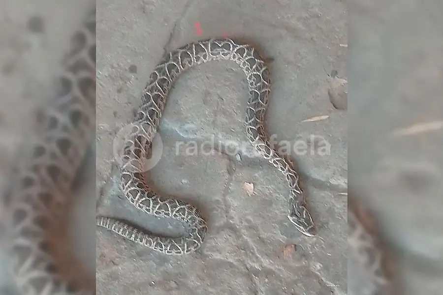 Aparición en la escuela 