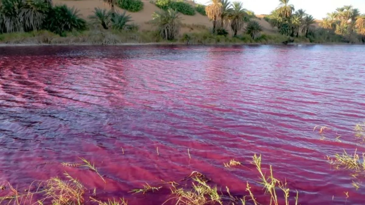 Un estanque cerca del Mar Muerto se volvió rojo sangre