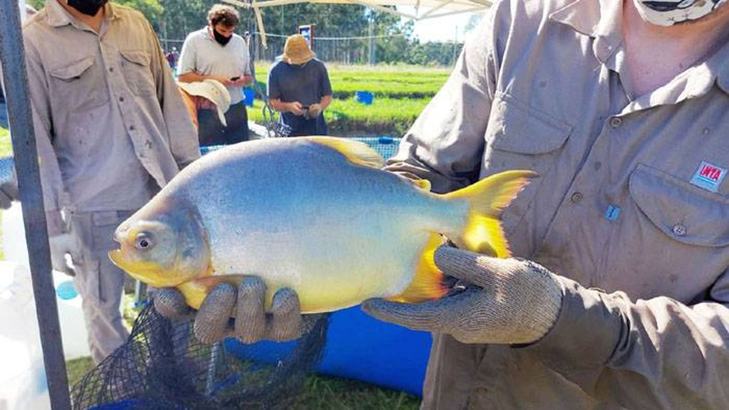 Se realizará la segunda jornada de producción de peces  en la Región de Salto Grande