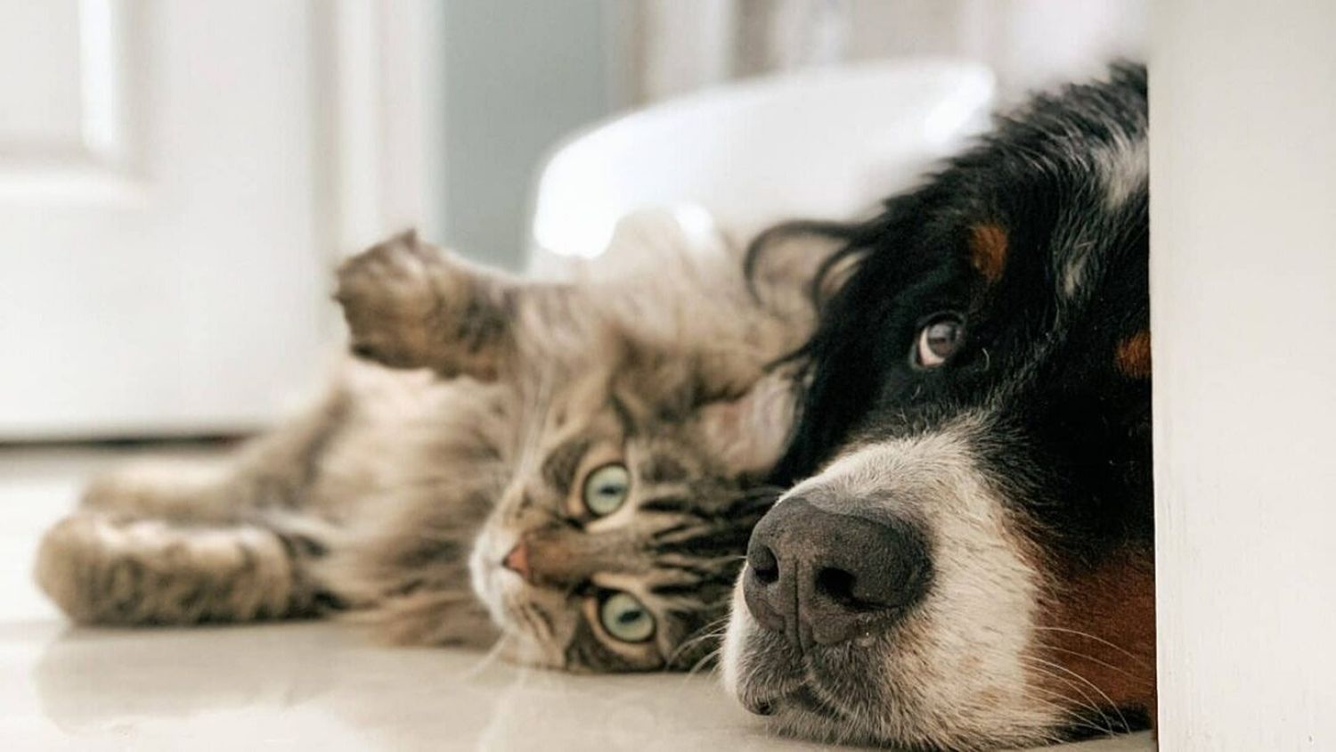 Eurodiputados adoptan reglas por el bienestar de perros y gatos