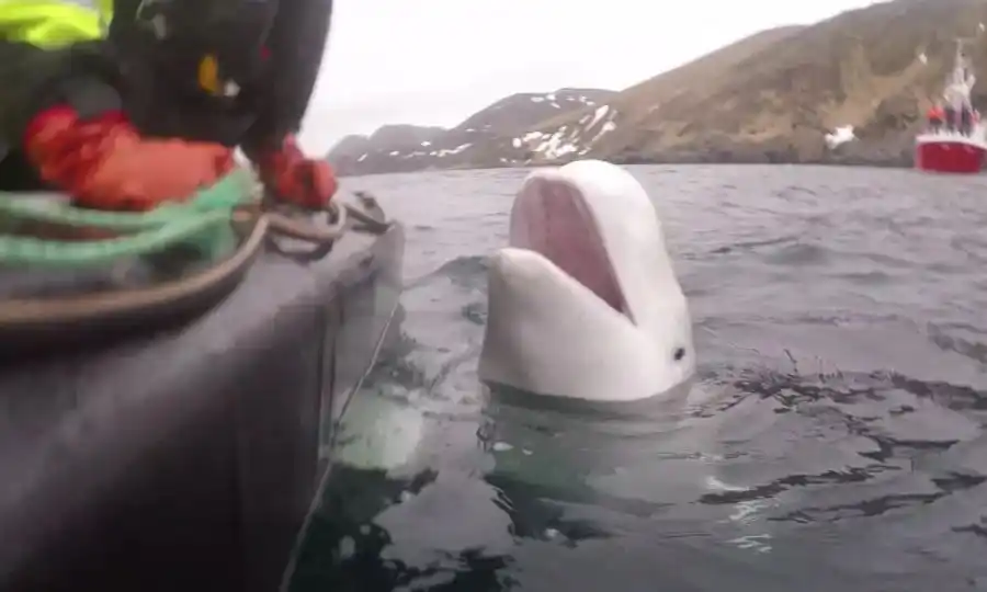 A ESTA BELUGA la MATARON ¿POR ESPÍA? El caso de Hvaldimir que conmueve a Noruega