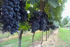 Historia de la ciudad entrerriana vuelve a apostar al vino